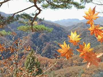 新奧天天彩正版免費(fèi)全年資料,數(shù)據(jù)導(dǎo)向執(zhí)行策略_UHD款49.273